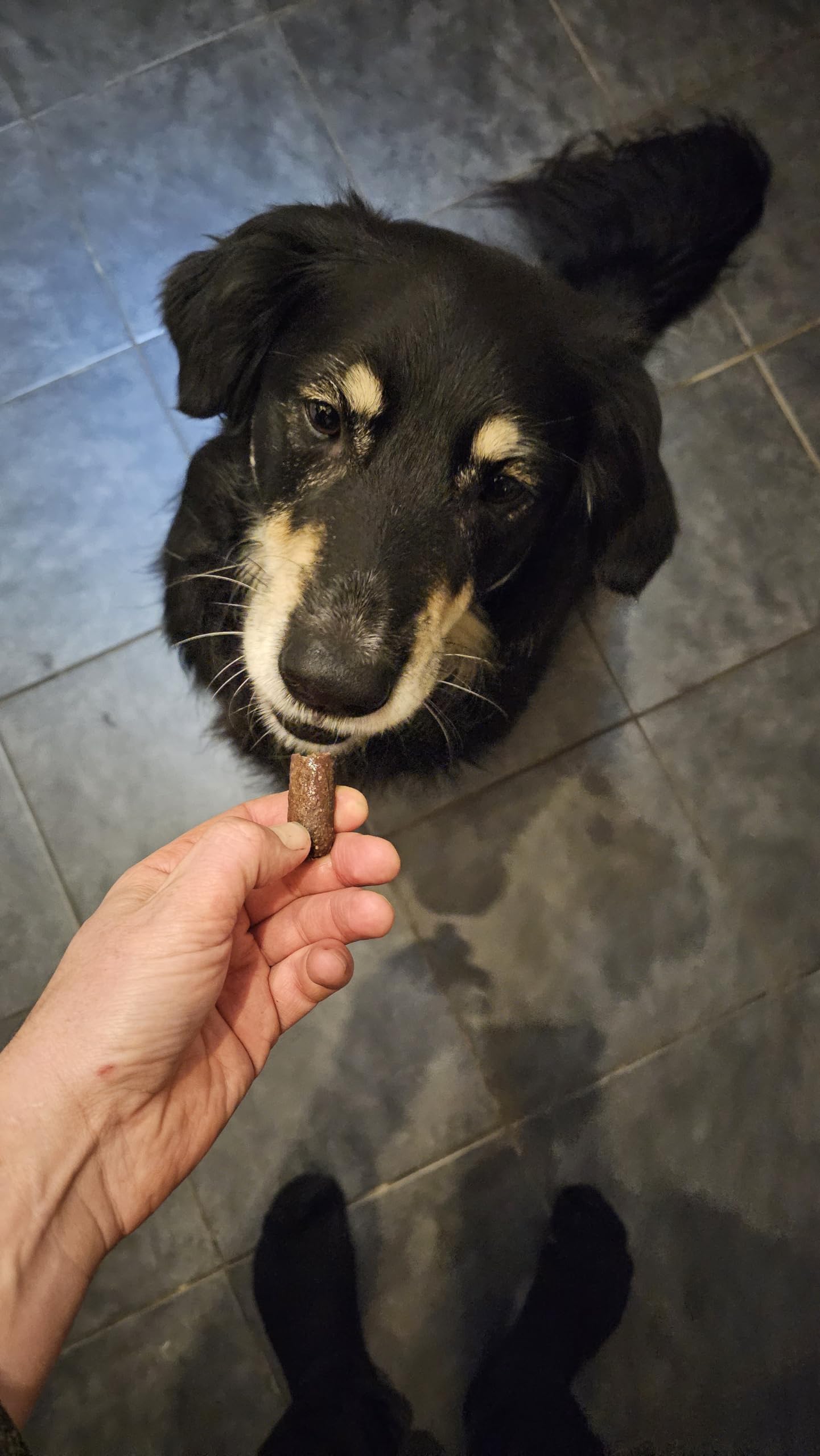 Mr Darcys Dog Treats Gourmet Sausage natural dog training treats Dried puppy,High Protein, Hypoallergenic