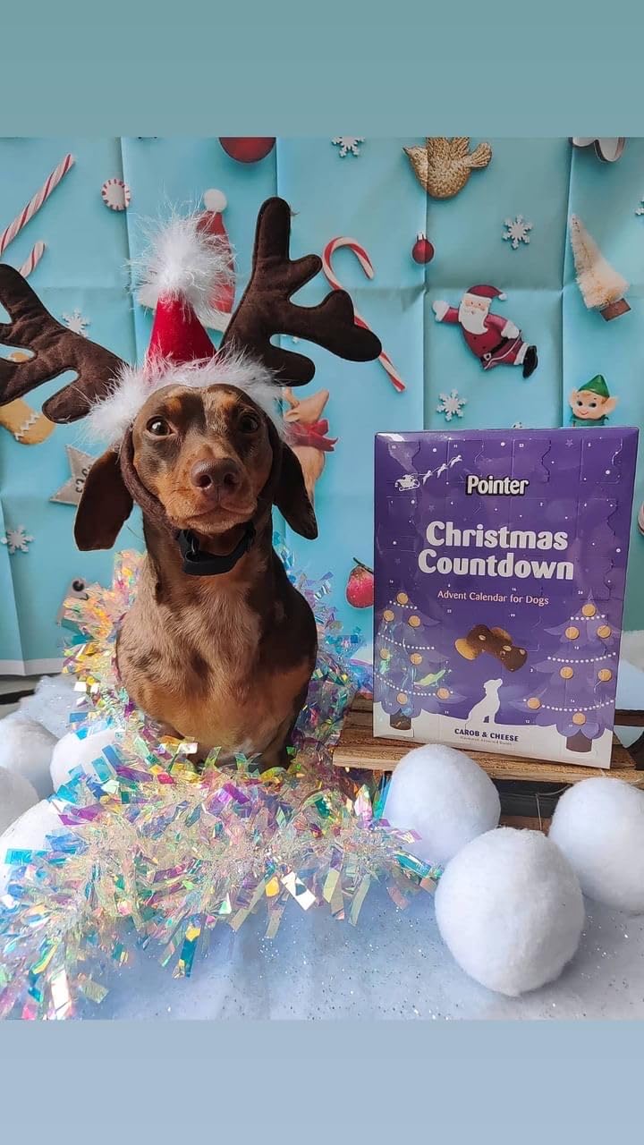 Pointer Pet Products - Christmas Advent Calendar, Tasty Carob and Cheese Flavoured Assorted Bones - Made in Britain, No Added Artificial Flavours, Naturally Oven Baked Dog Treats 1 x 325g