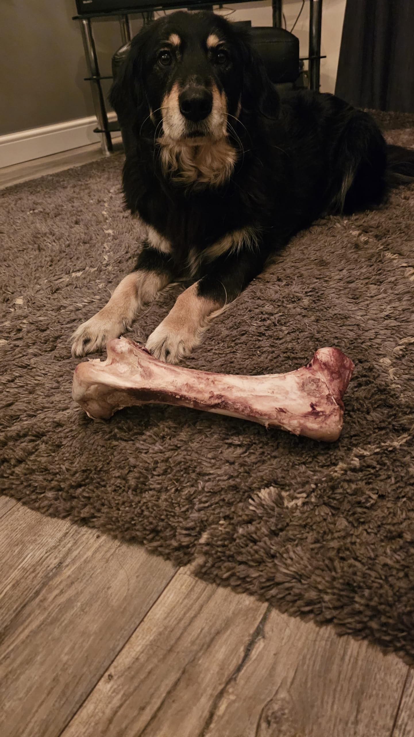 Giant Dino Ostrich Bones For Dogs. Mr Darcys Dog Bones natural long lasting Treats Hypoallergenic Raw Safer Lower Splinter Risk, Low Fat