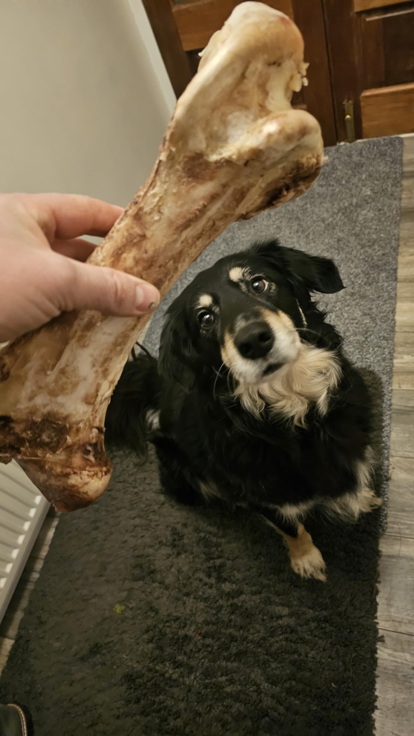 Giant Dino Ostrich Bones For Dogs. Mr Darcys Dog Bones natural long lasting Treats Hypoallergenic Raw Safer Lower Splinter Risk, Low Fat