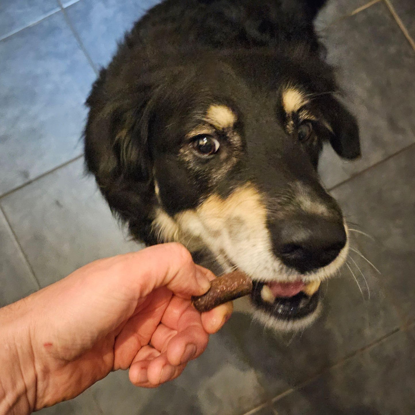 Mr Darcys Dog Treats Gourmet Sausage natural dog training treats Dried puppy,High Protein, Hypoallergenic