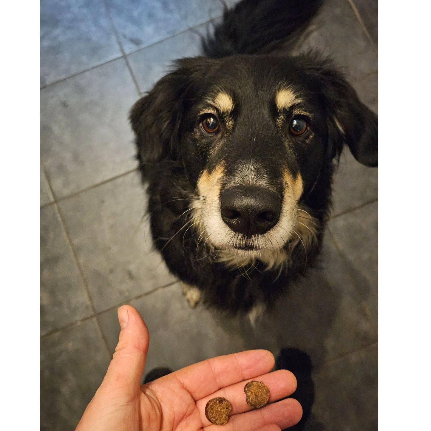 Mr Darcys Dog Treats Gourmet Sausage natural dog training treats Dried puppy,High Protein, Hypoallergenic