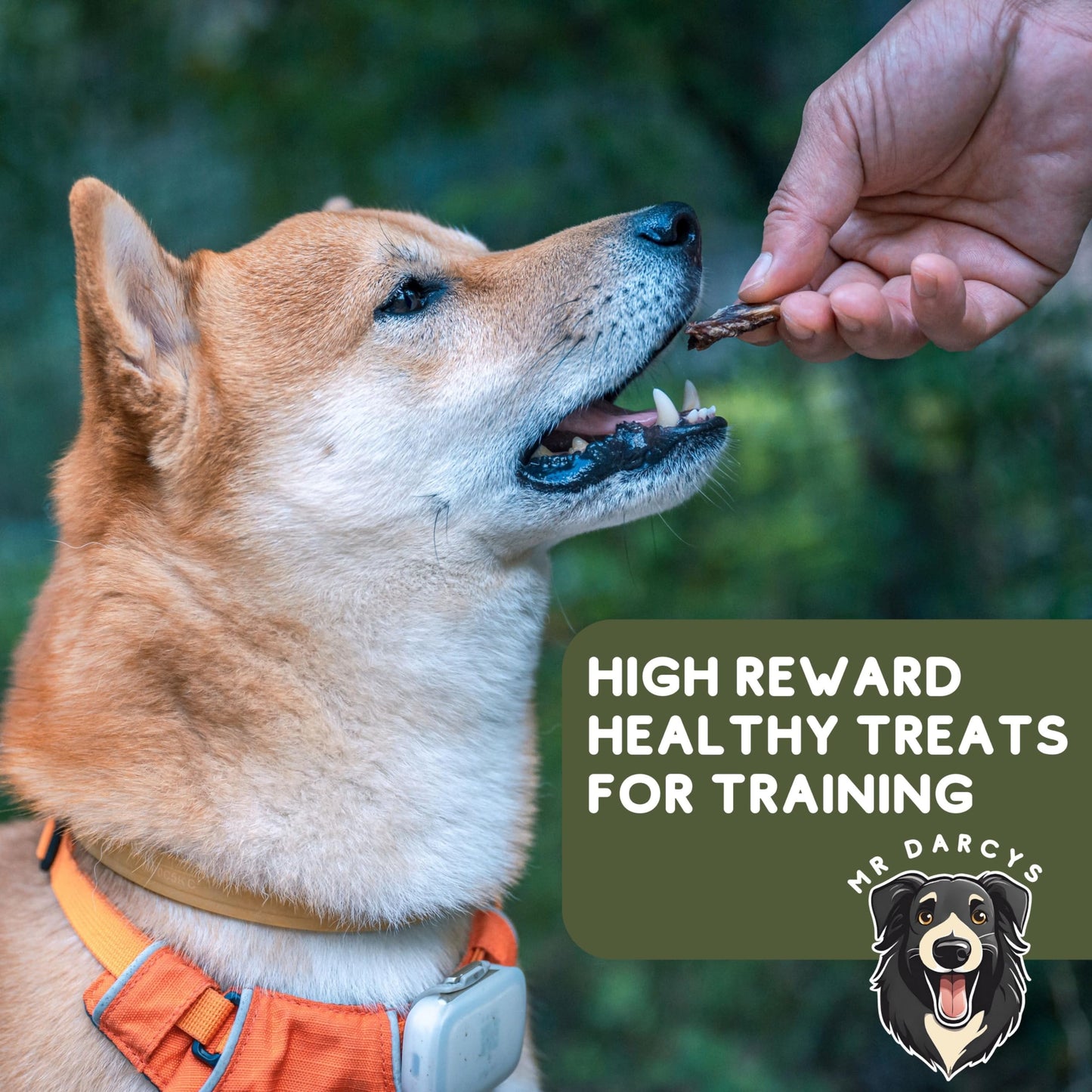 Natural Dog Treats with Rabbit Ears with Fur Chicken Feet Treats, Pigs Ears, Beef Trachea Natural Dog Chews. Mr Darcys. 21 Dog Chews in Smell Proof Bag